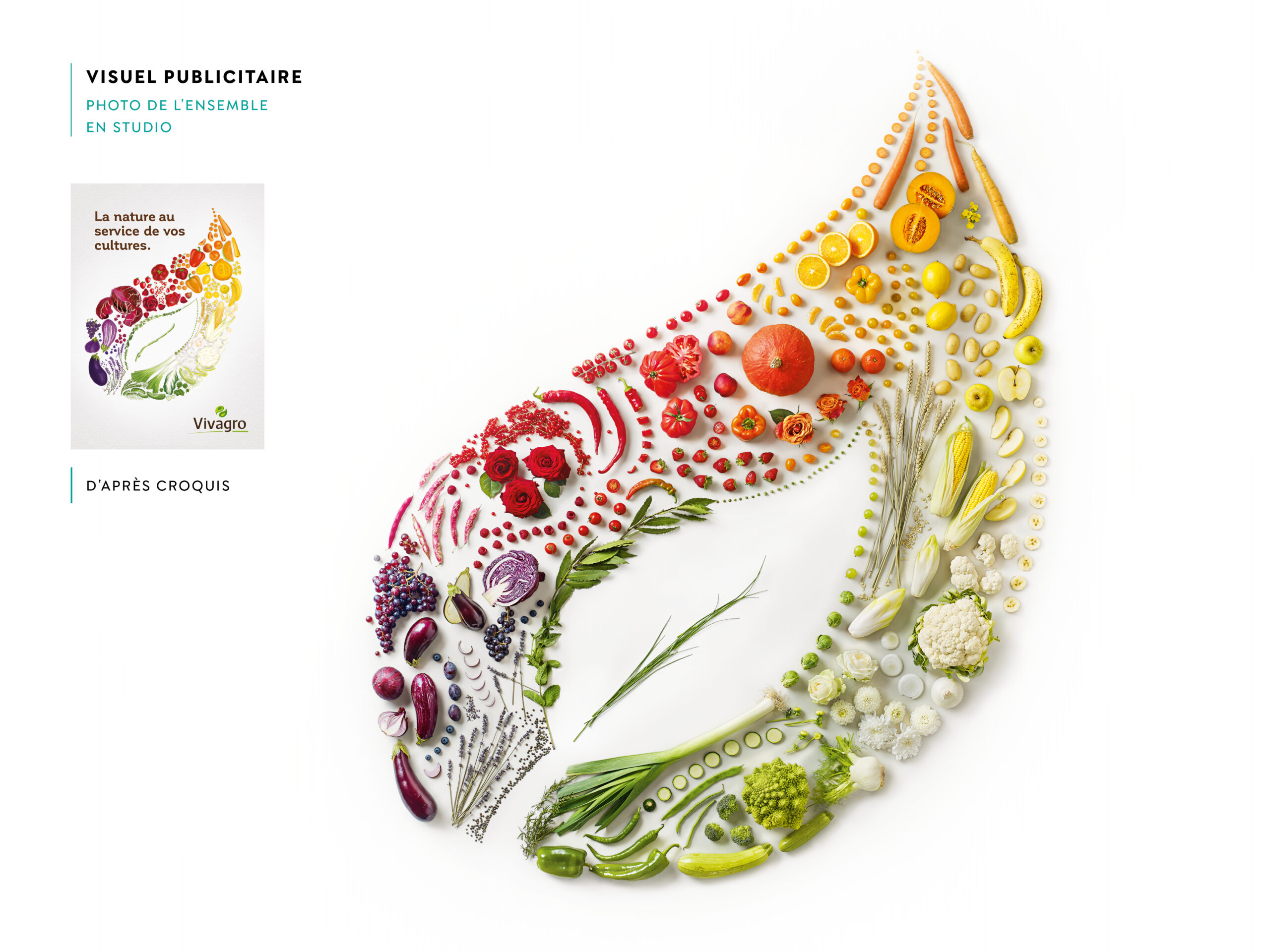 Projet_Vivagro_Affiche_Scarabeo_creations-Design-ar-nature-logo-illustration-logotype-design-de-marque-bordeaux-aquitaine-pascaline-grand.jpg